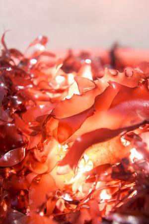 dulse_langdon_003sw