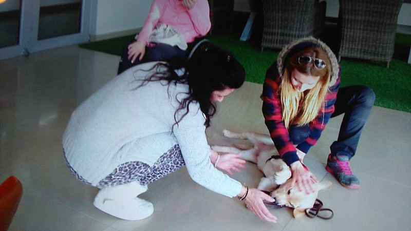 σκύλος-βοηθός 2