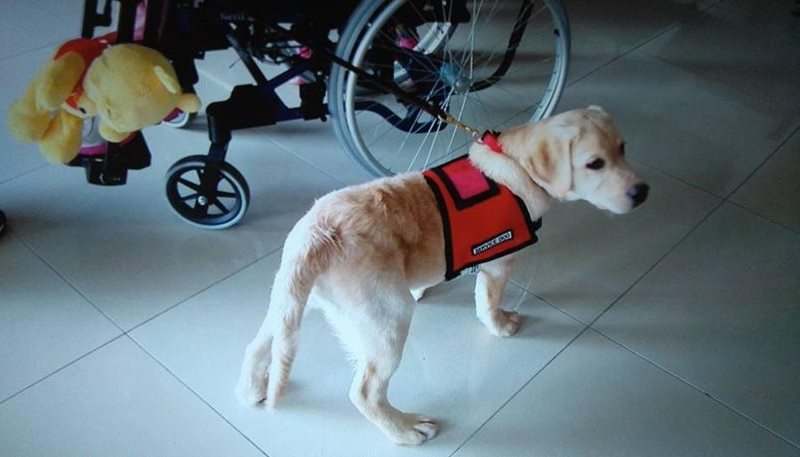 σκύλος-βοηθός