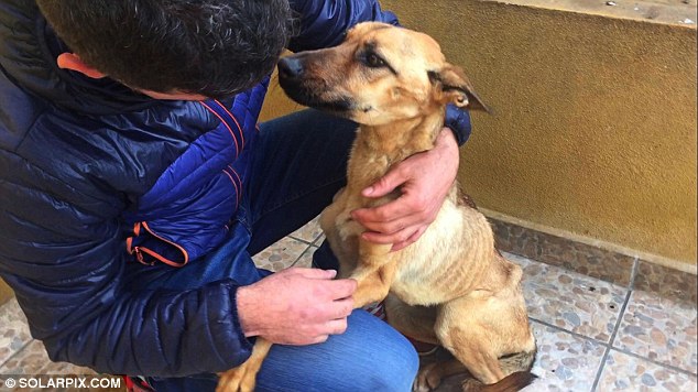 μεταμόρφωση ενος σκύλου 8