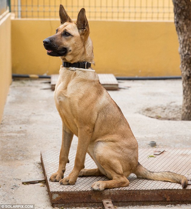 μεταμόρφωση ενος σκύλου 9