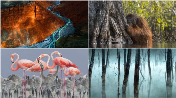 Nature Photographer of the Year 2017